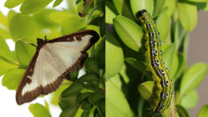 Pyrale du buis: papillon et chenille