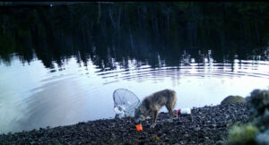 Les loups utilisent-ils des outils?