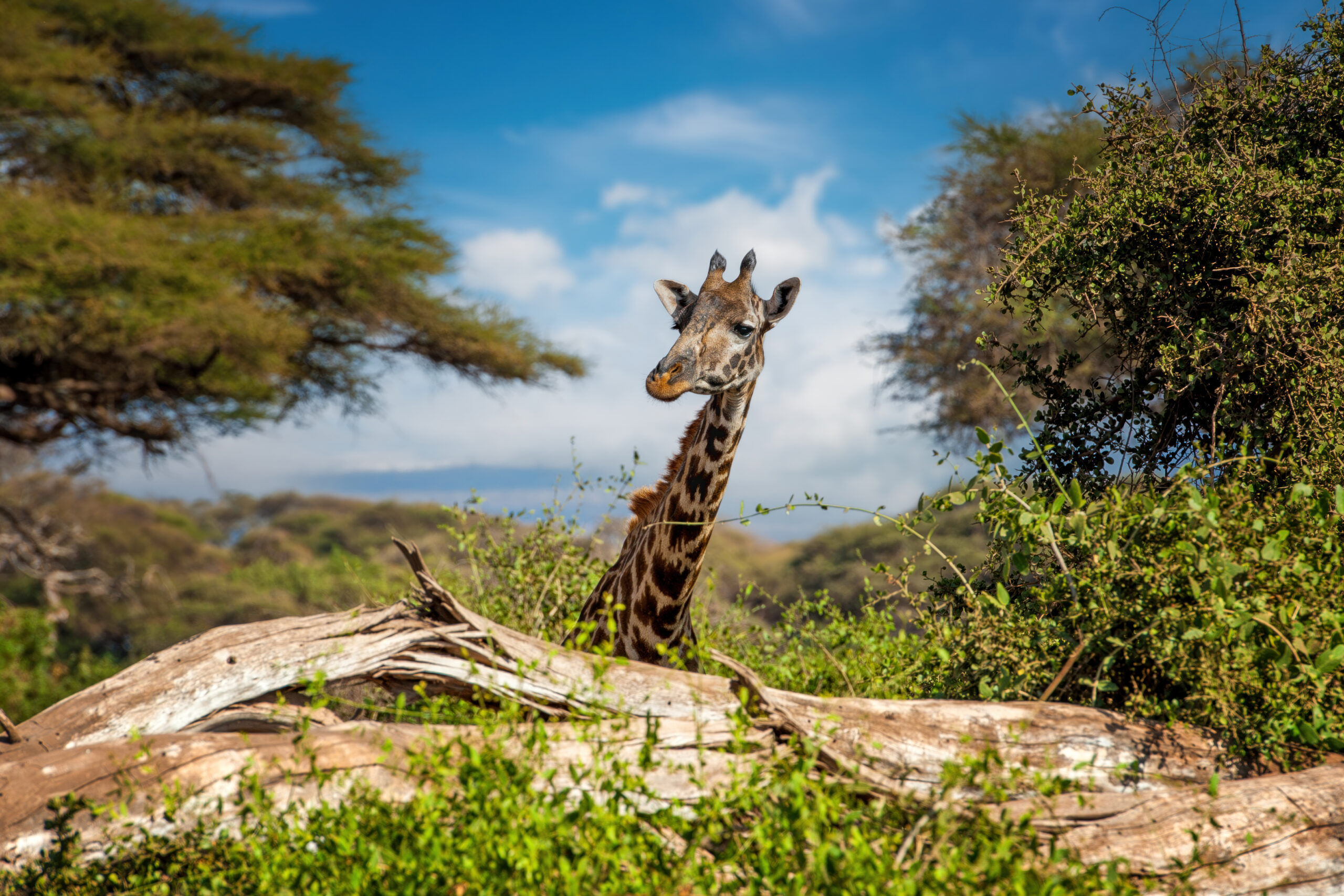 Le deuil chez les animaux